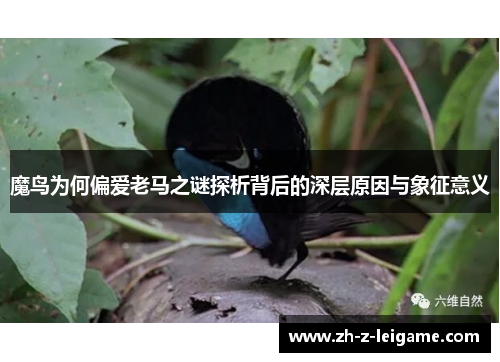 魔鸟为何偏爱老马之谜探析背后的深层原因与象征意义